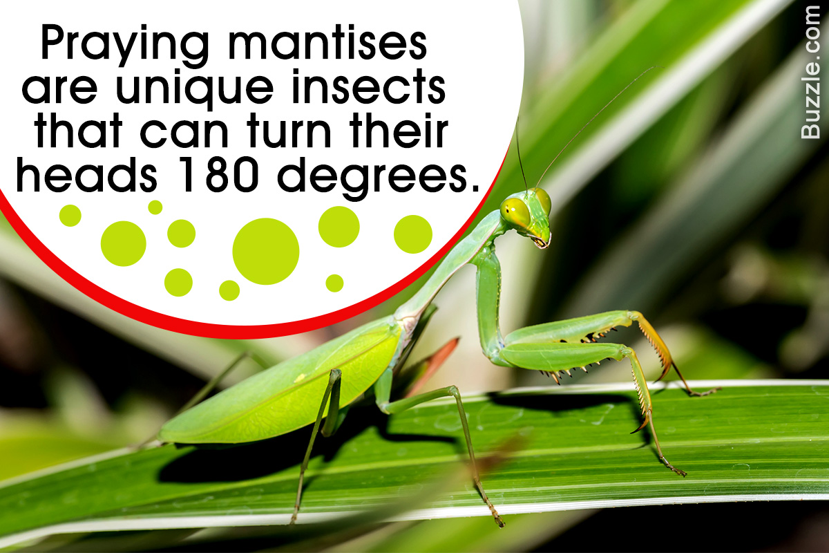 Praying Mantis Food