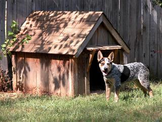 Cedar Wood Dog House