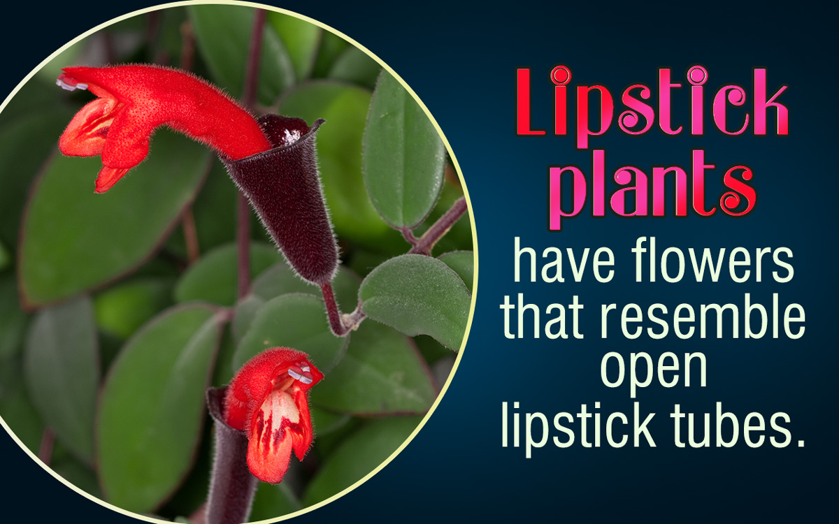 How to Take Care of a Lipstick Plant