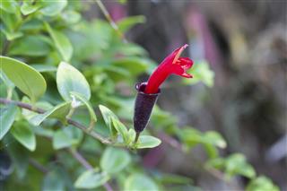 Red Lipstick Flower, Lipstick Plant