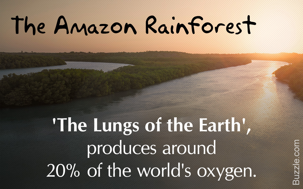 Amazon Rainforest Climate