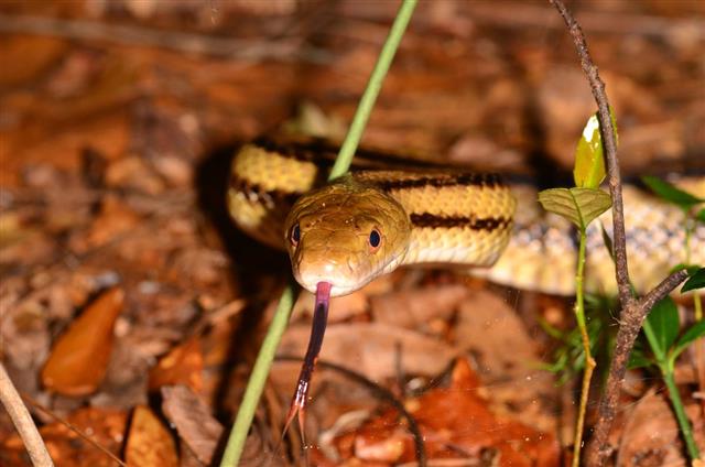Yellow rat snake on leafy forest floor, flicking its tongue