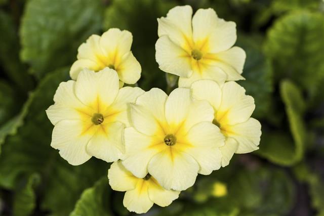 Yellow primrose flowers
