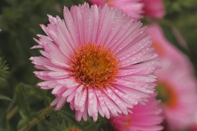 Blooming Aster