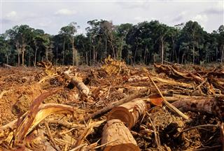Deforestation in amazon forest