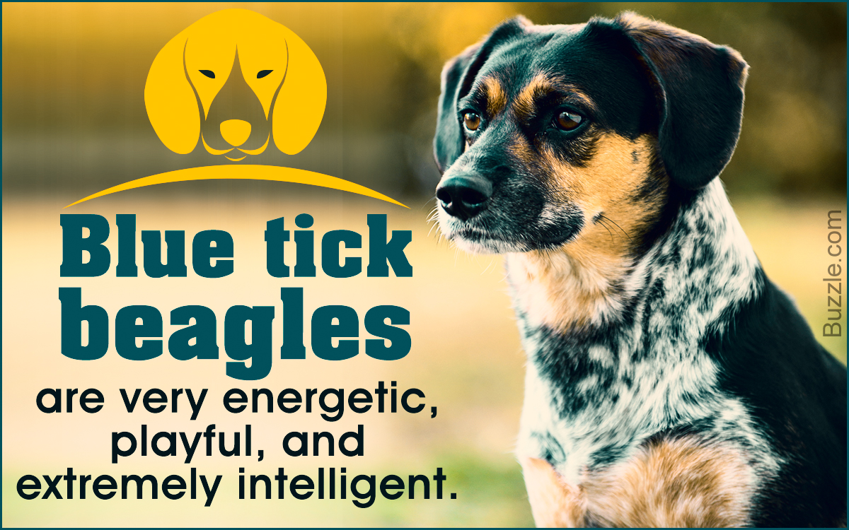 Blue Tick Beagle