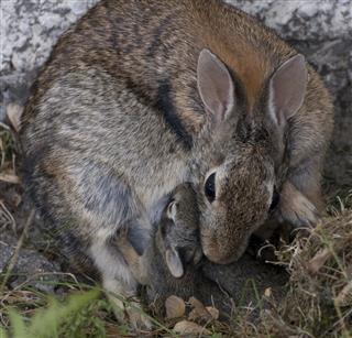 Mother Rabbit Cuddling Young