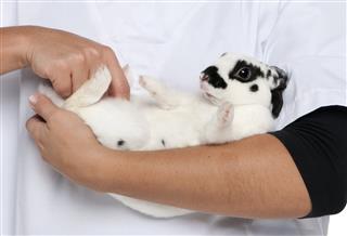 Vet examining a Dalmatian rabbit lying in arm