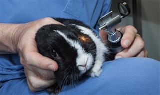 Veterinarian examining a rabbit