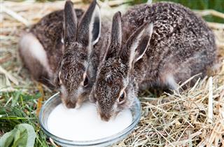Brown hare babies drinking milk