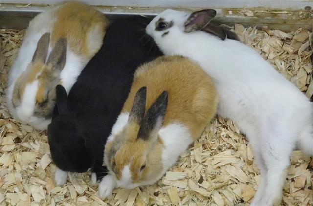 Image of group of baby rabbits for-sale in pet shop