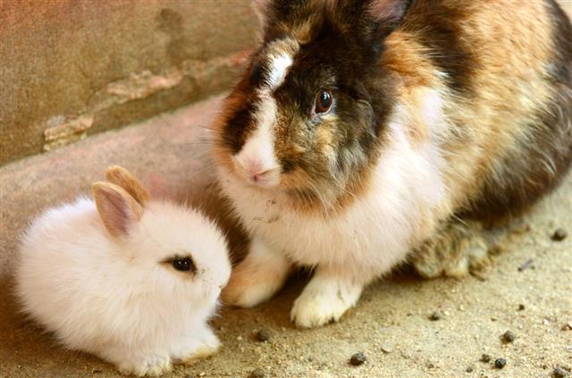 White Rabbit Baby and Mother