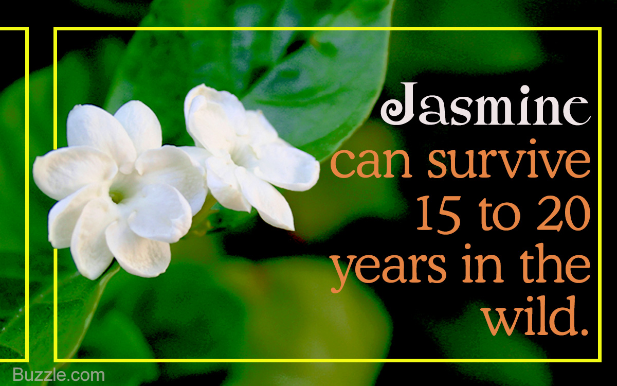 Jasmine Plant Care