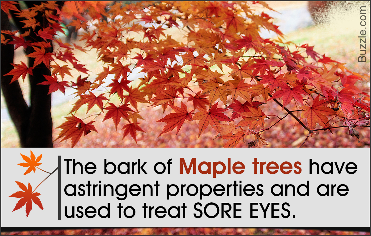 Maple Tree Facts