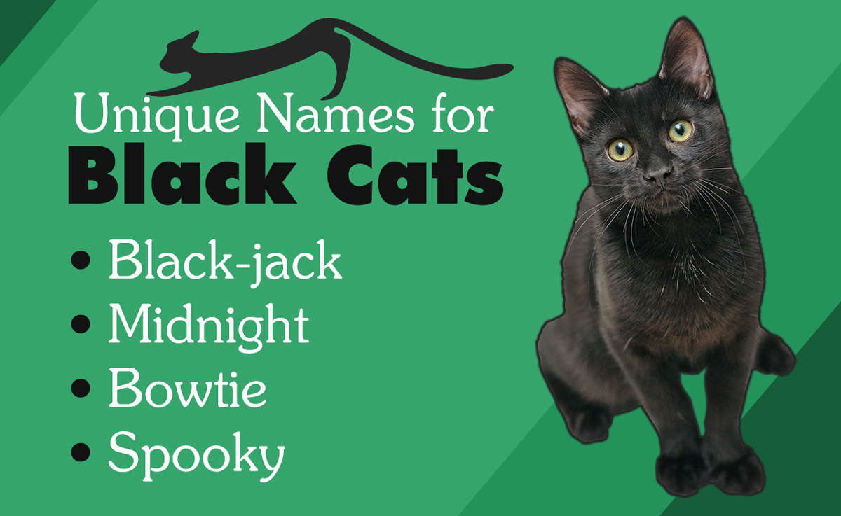 Names for Black Cats