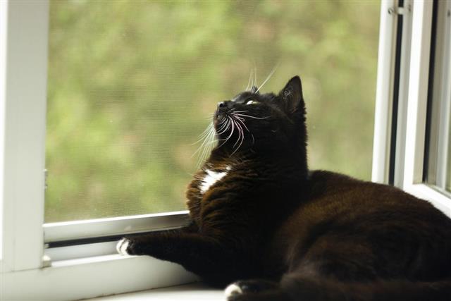 Black cat with white whiskers and eyebrows lying on window