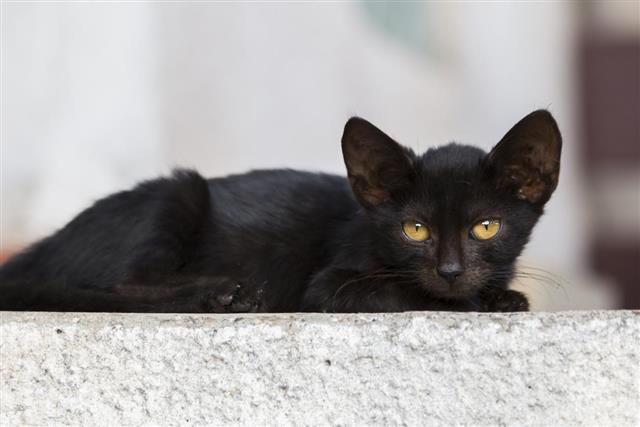 Black kitty with green eyes