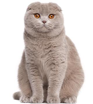 Scottish Fold Cat