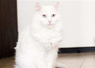 White Angora Cat
