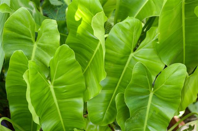 green Philodendron leaves