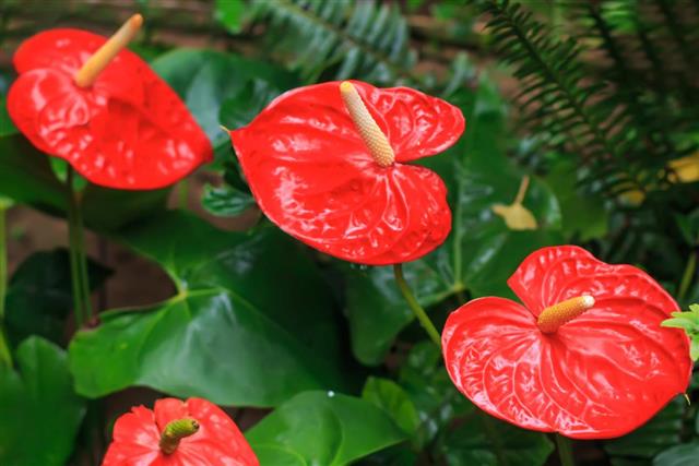 Red anthurium also known as tailflower