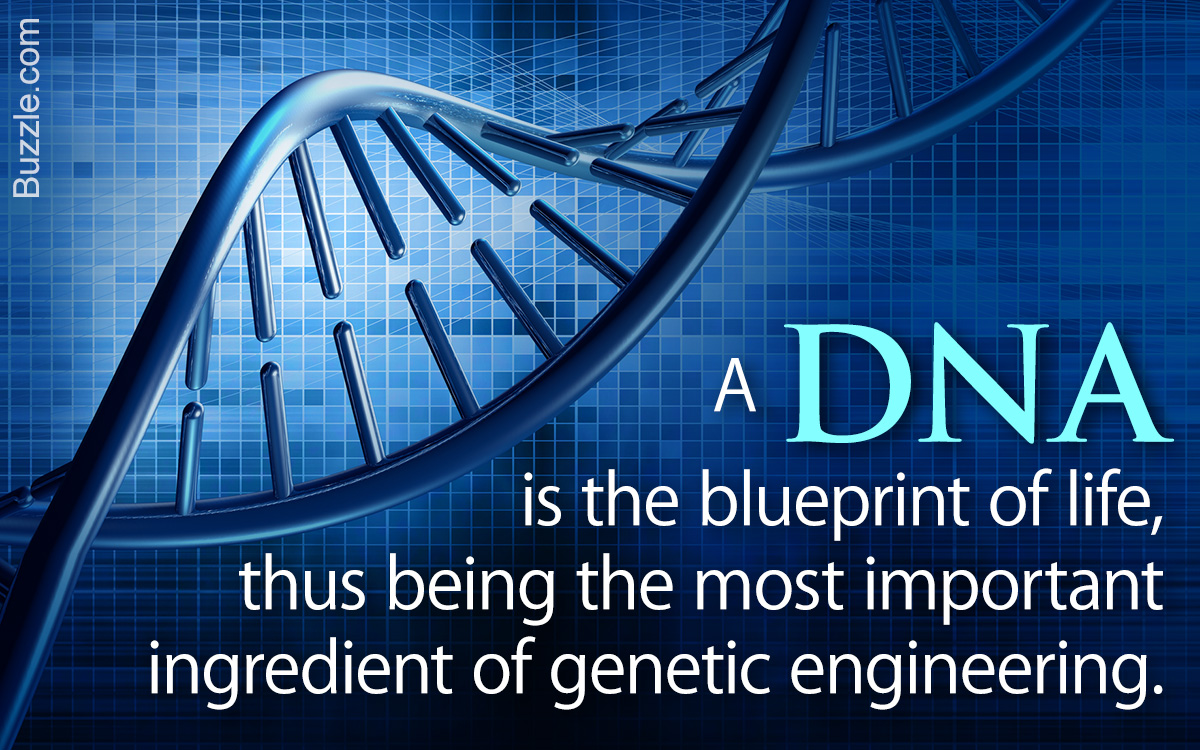 Genetic Engineering in Humans