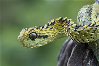 Hairy Bush Viper Snake