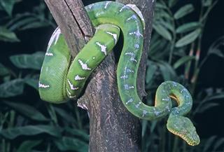 Snake Emerald Tree Boa