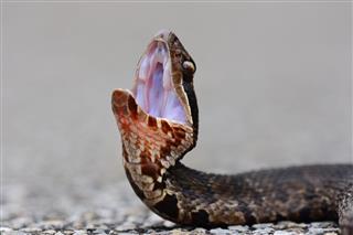 Water Moccasin Snake