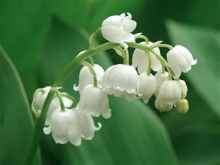 Lily Of The Valley Growing Wild