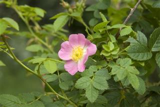 Sweet Briar Rose Flower