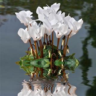White Cyclamens In The Water