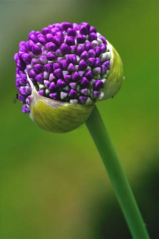 Allium Ampeloprasum