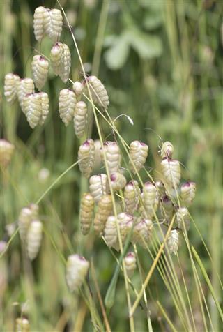 Great Quaking Grass