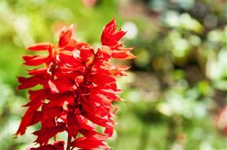Red Salvia Flowers