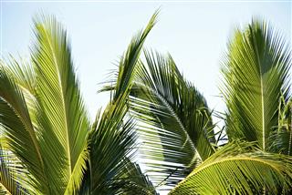 Leaves Of Palm Tree