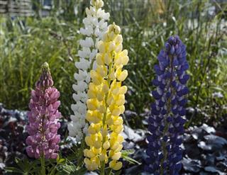 Colorful Lupines In A Garden