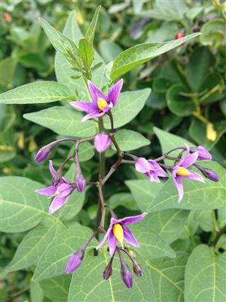 Solanum Dulcamara Flower