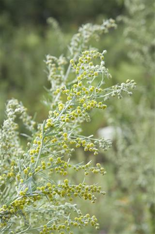Artemisia Absinthium Wormwood Bloom Close Up