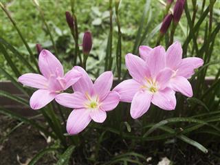 Beautiful Pink Rain Lily Flower