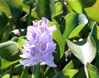 Purple Water Hyacinth