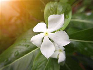 White Catharanthus Roseus Flower