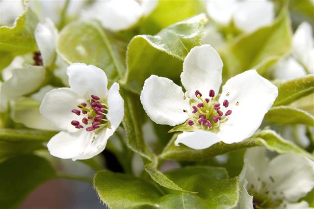 Asian Pear Blossoms