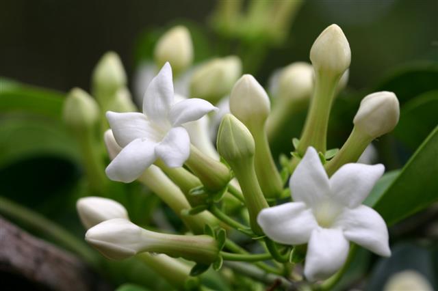 White Stephanotis Flowers And Buds