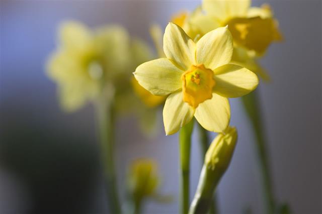 Yellow Narcissus Flower