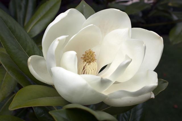 Flowering White Magnolia