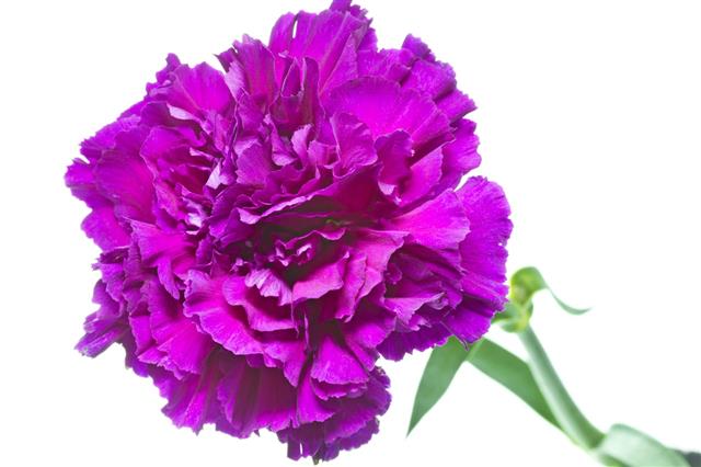Single Carnation Flower