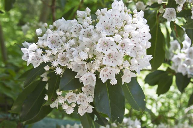 White And Red Mountain Laurel Flowers