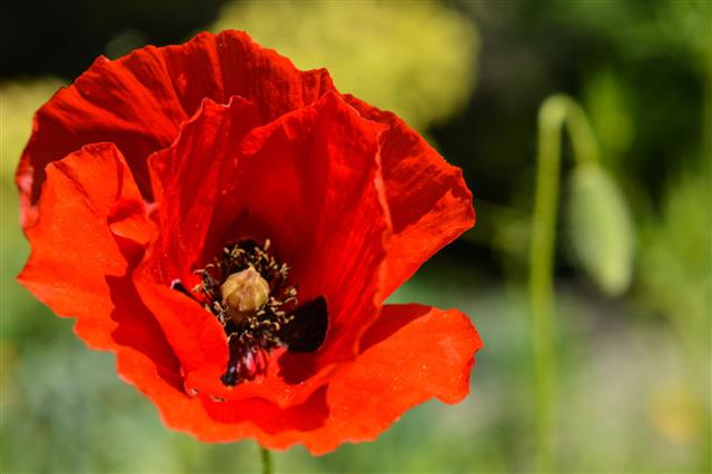 Red Poppy Flower And Bud