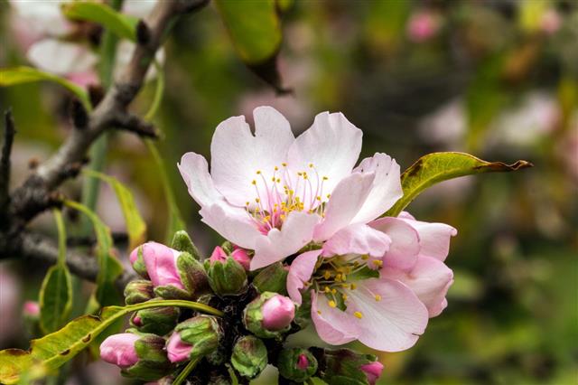 Pink Almond Blossom
